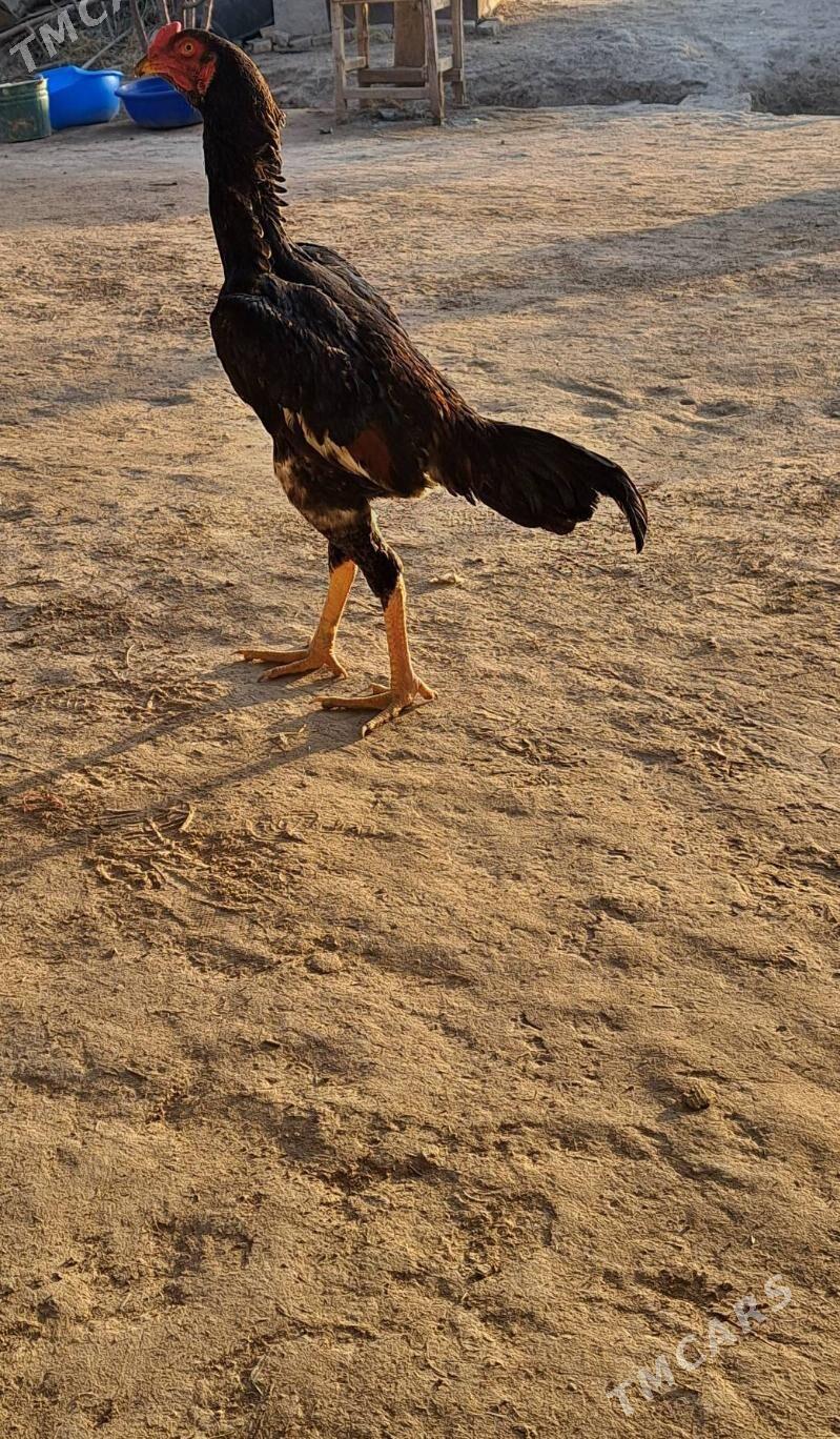 Boyes horaz - Халач - img 3