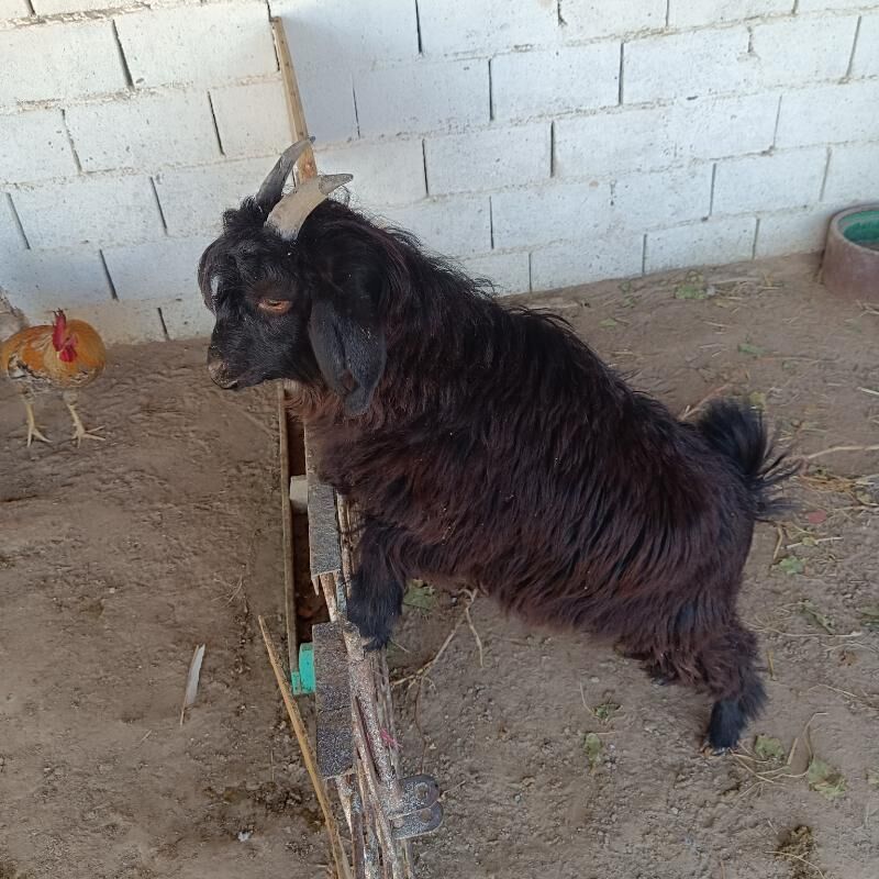 Çebiş erkeç - Türkmenbaşy - img 2