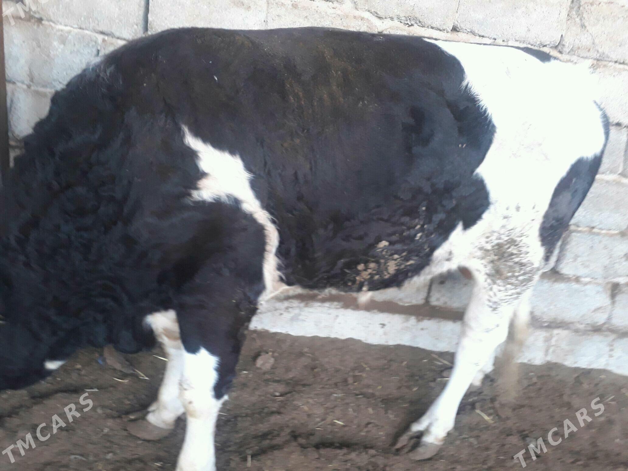 okuz - Aşgabat - img 4