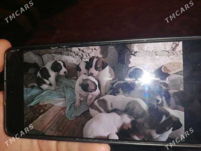 Gujuk - Балканабат - img 1