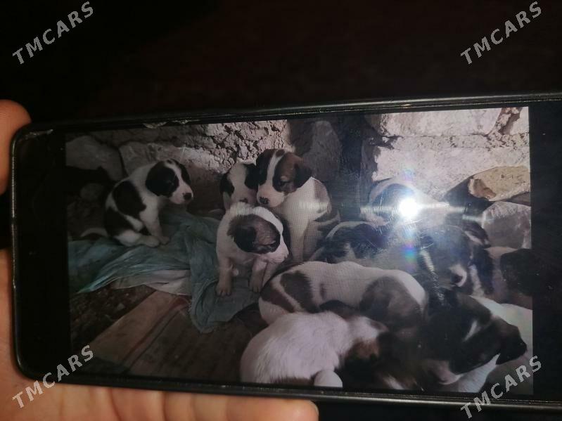 Gujuk - Балканабат - img 2