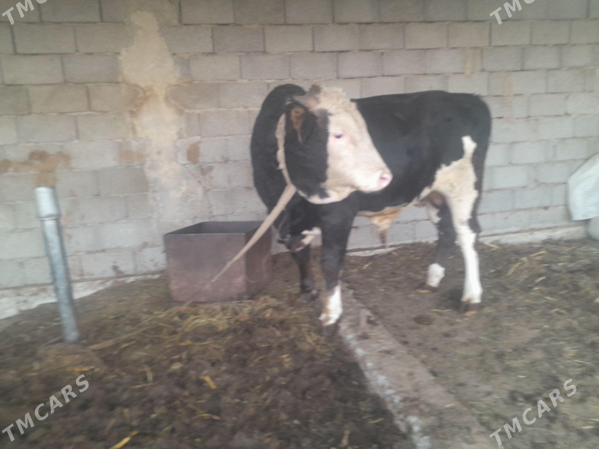 окуз - Büzmeýin - img 2