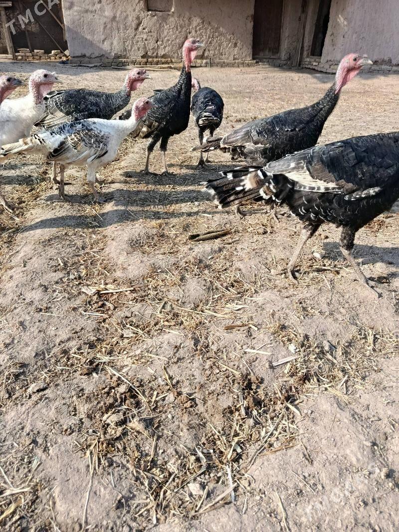 INDÝUK - Görogly (Tagta) - img 3