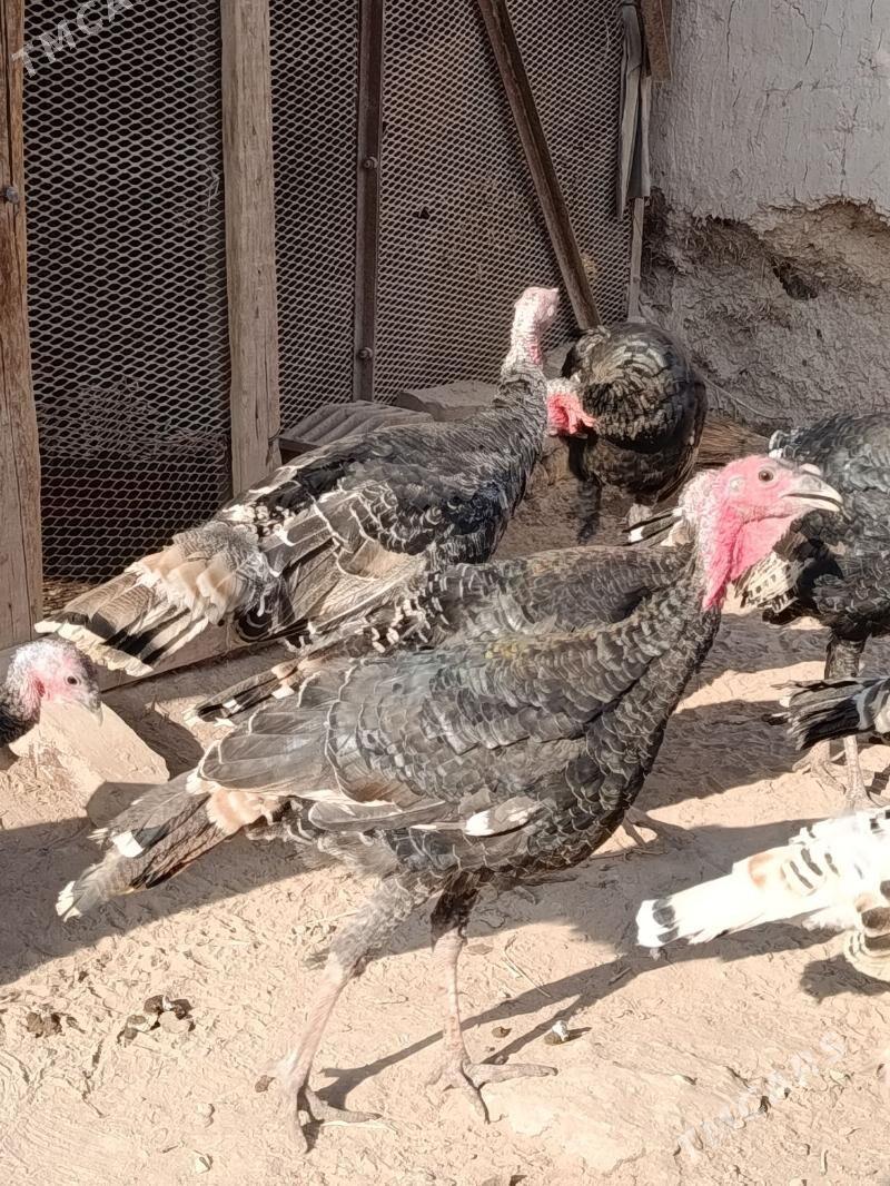 INDÝUK - Görogly (Tagta) - img 1