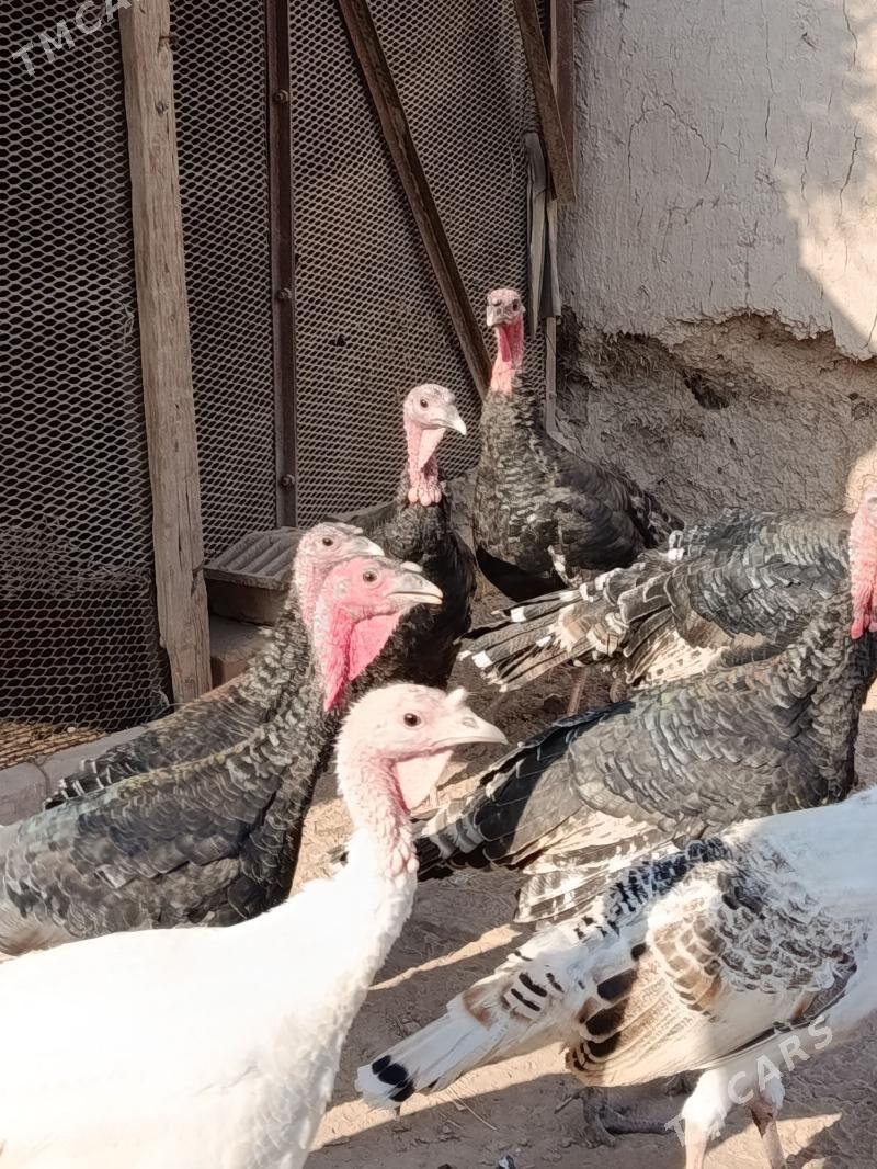 INDÝUK - Görogly (Tagta) - img 2