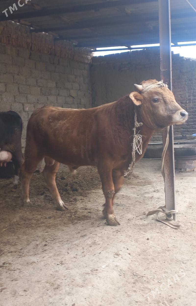 okuz - Bäherden - img 2