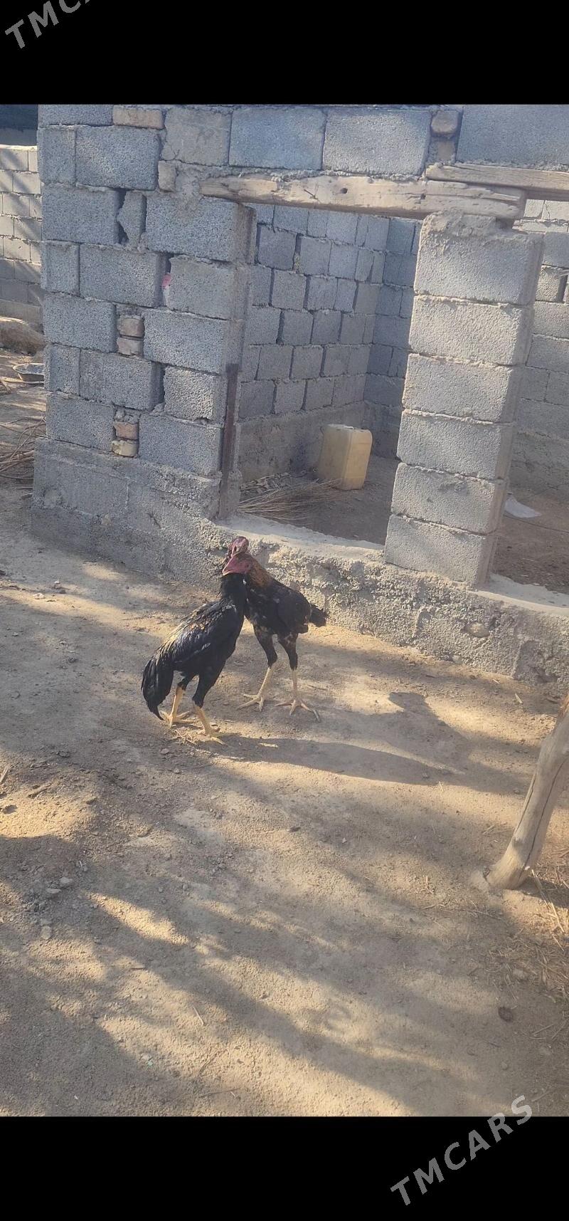 jüýje - Яшлык - img 3