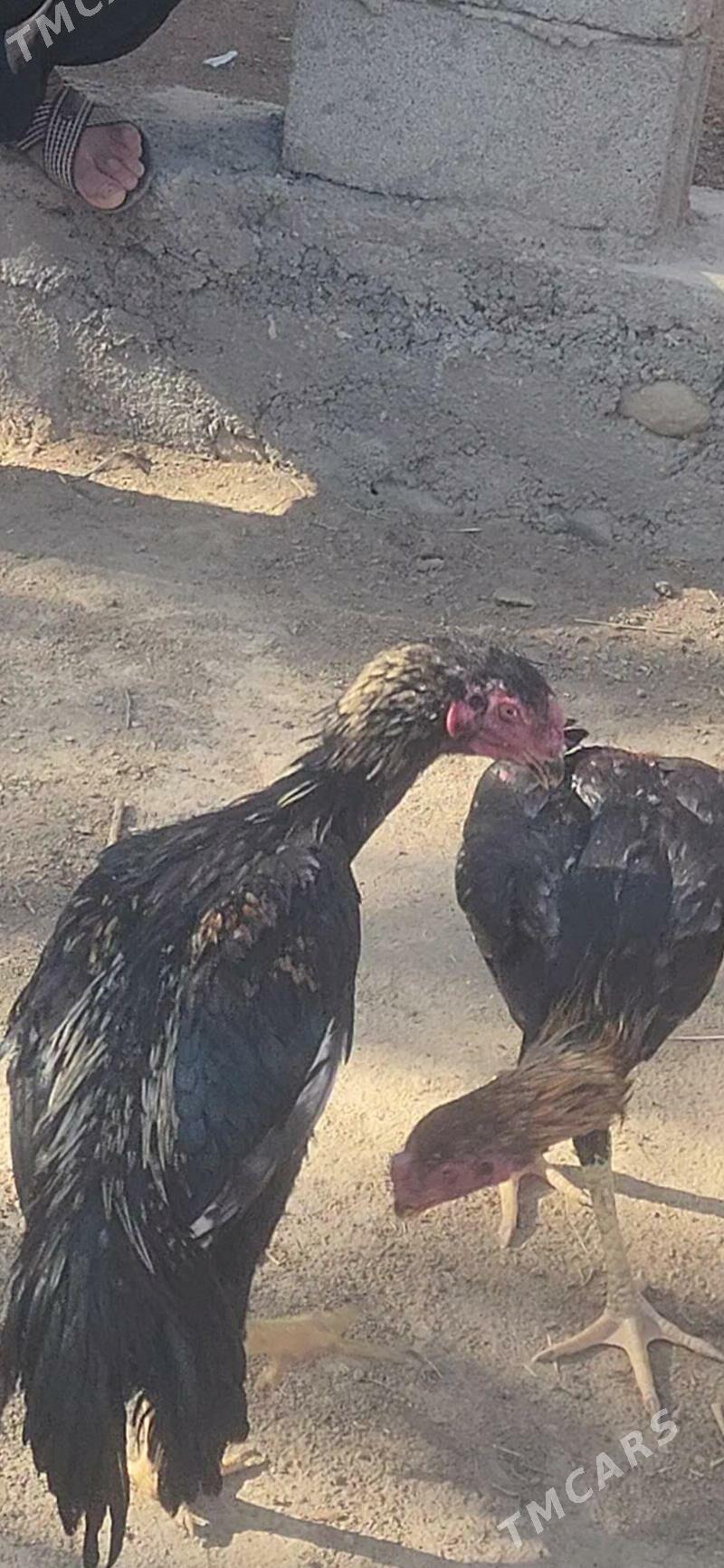 jüýje - Яшлык - img 4