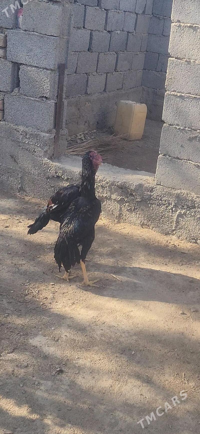 jüýje - Яшлык - img 1