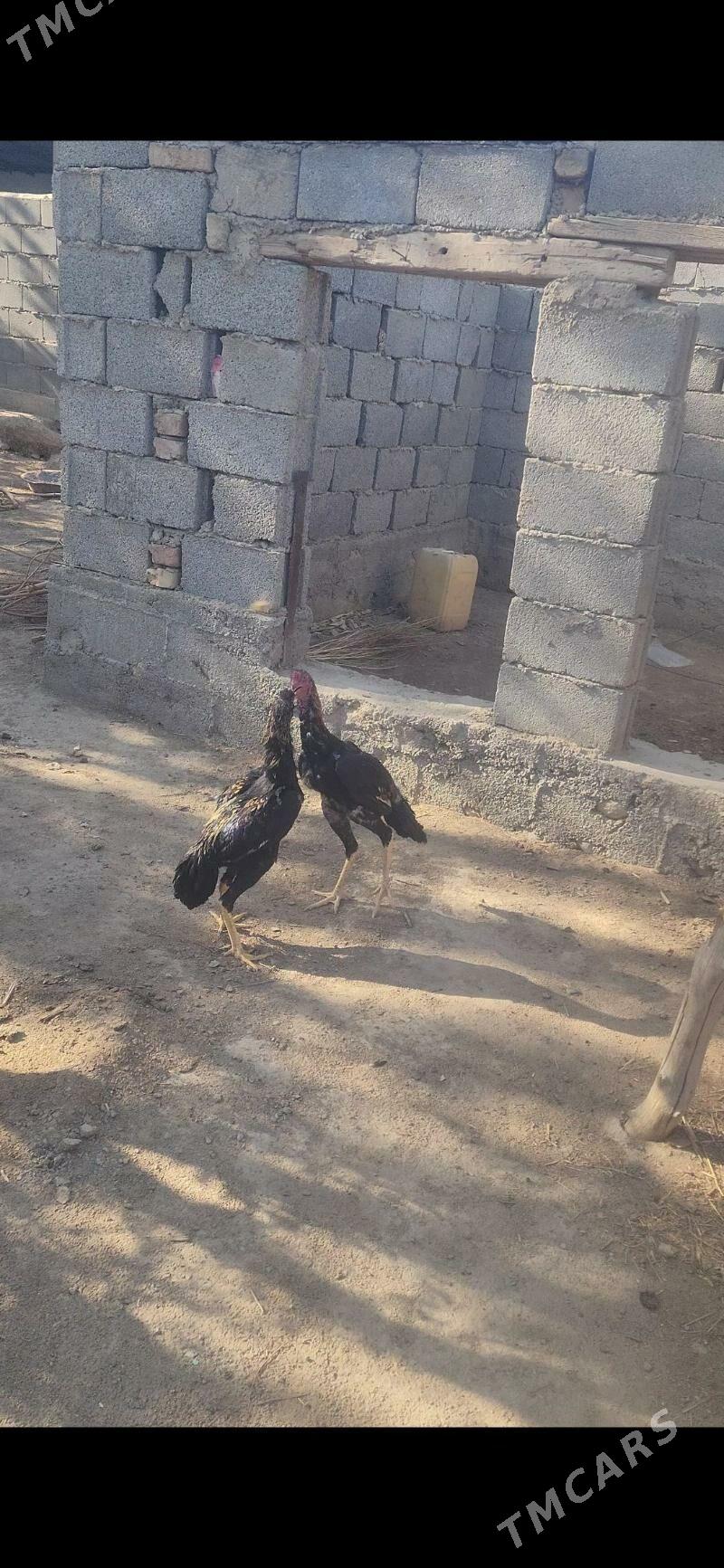 jüýje - Яшлык - img 2