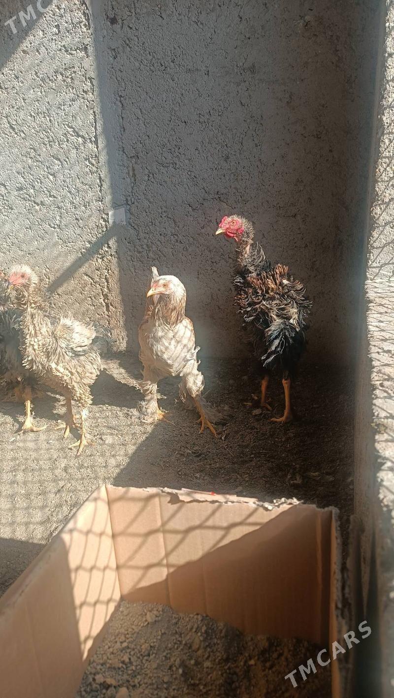 Taşkent Horaz - Gyzylarbat - img 2