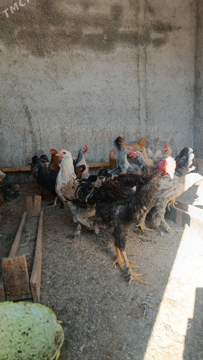 Taşkent Horaz - Gyzylarbat - img 1