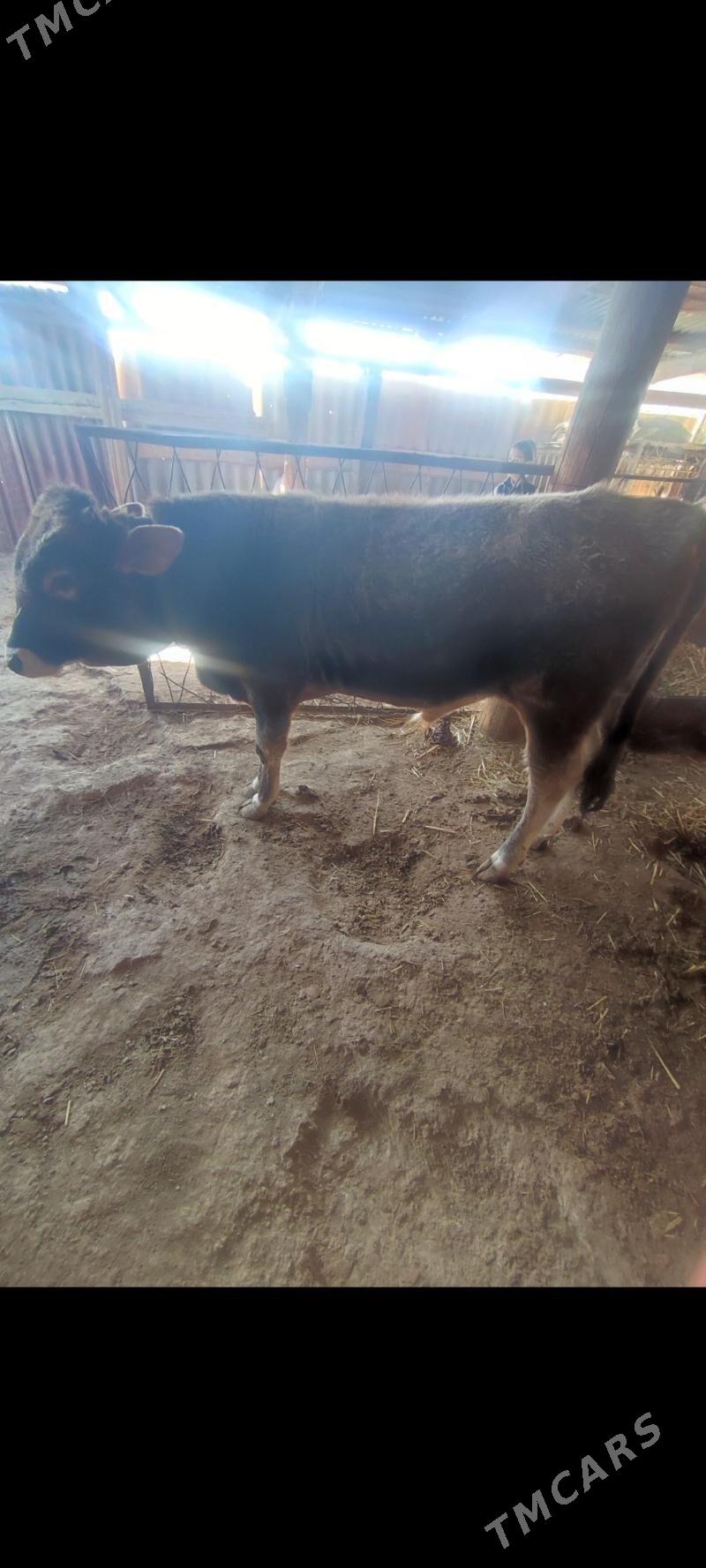 Şiwes Ökvz - Kaka - img 2