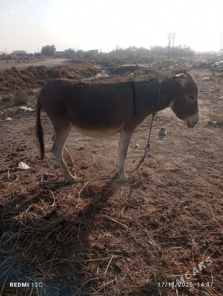 eşek we araba - Фарап - img 2