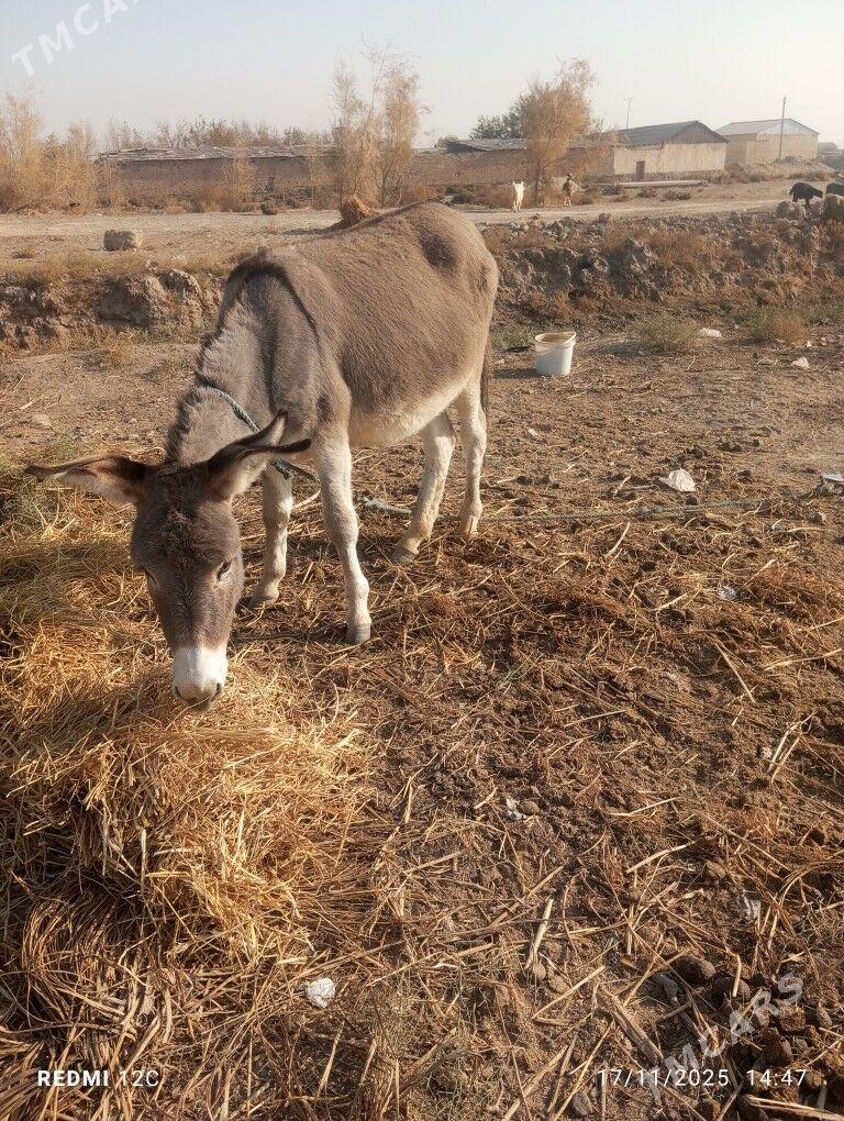 eşek we araba - Фарап - img 3