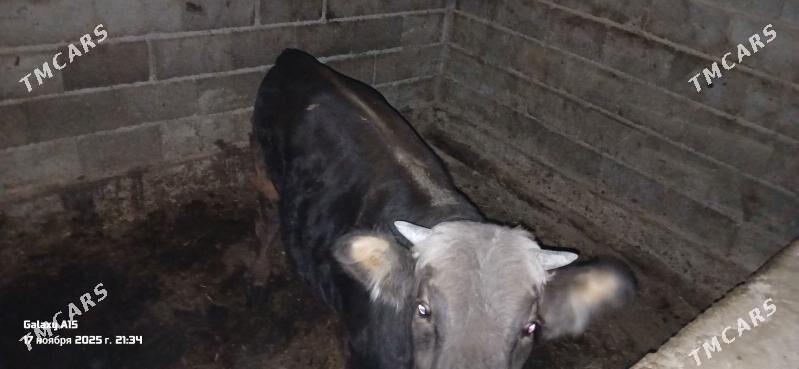 okuz - Херрикгала - img 3