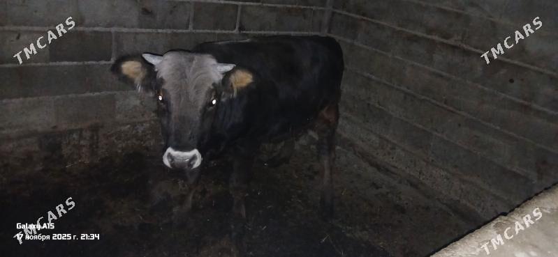 okuz - Херрикгала - img 2