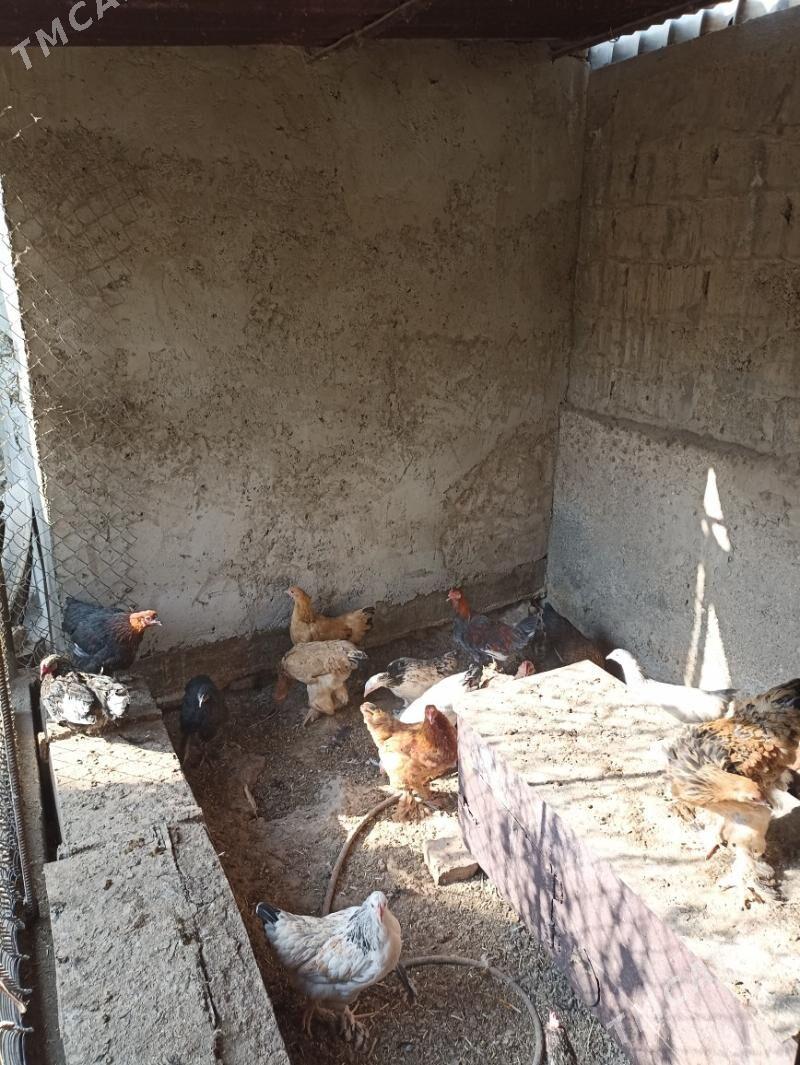 Towuk balgar - Büzmeýin - img 5