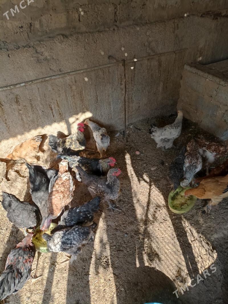 Towuk balgar - Büzmeýin - img 2