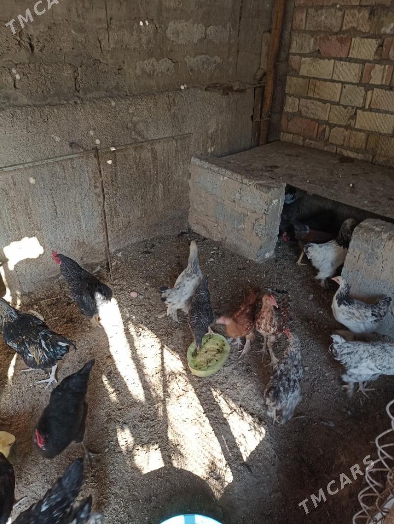 Towuk balgar - Büzmeýin - img 4