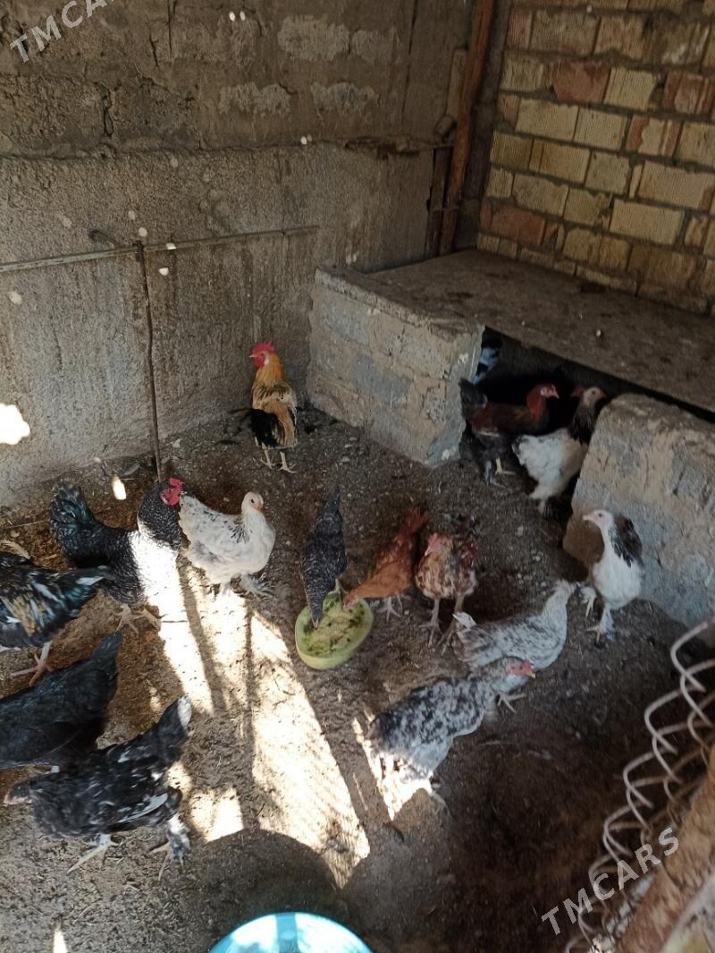 Towuk balgar - Büzmeýin - img 3