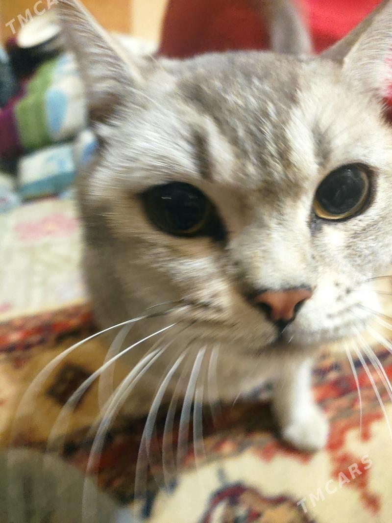 кот , pişik - 8 mkr - img 2