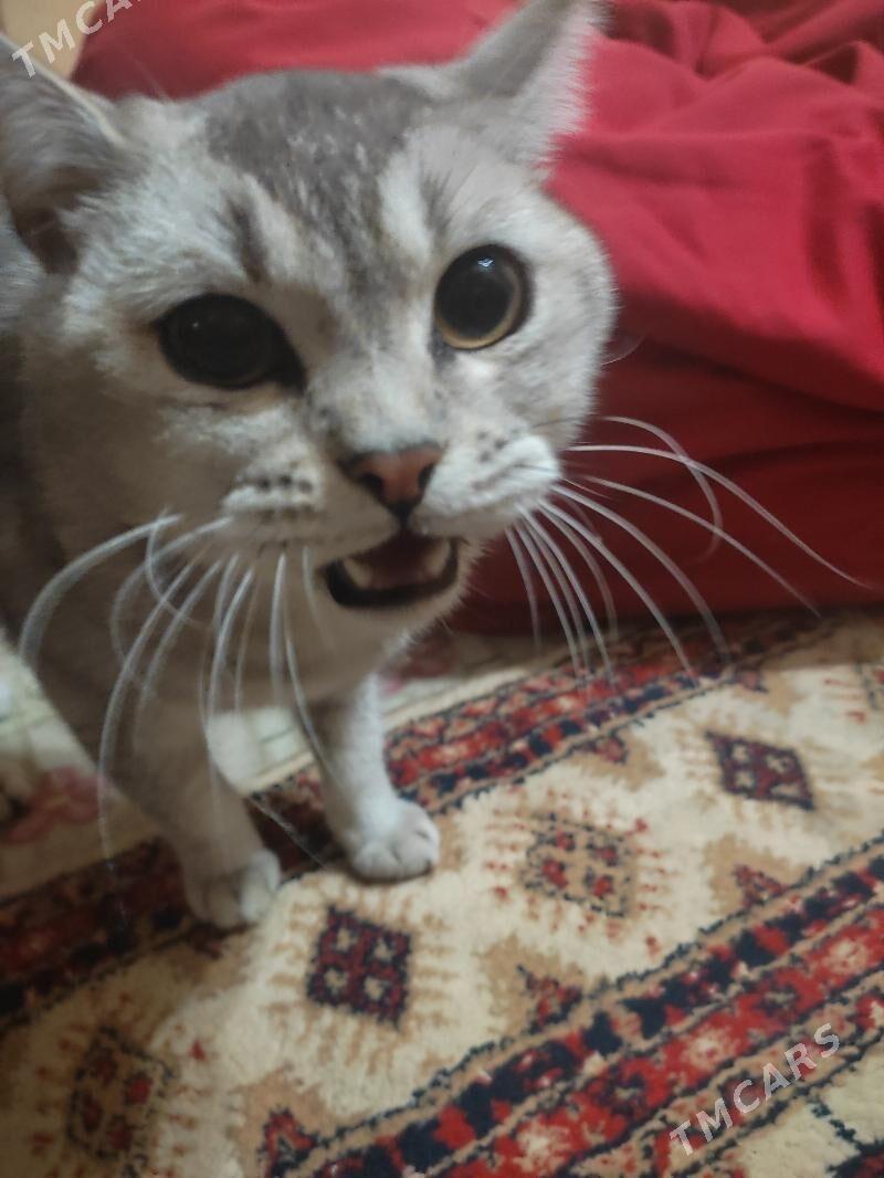 кот , pişik - 8 mkr - img 1