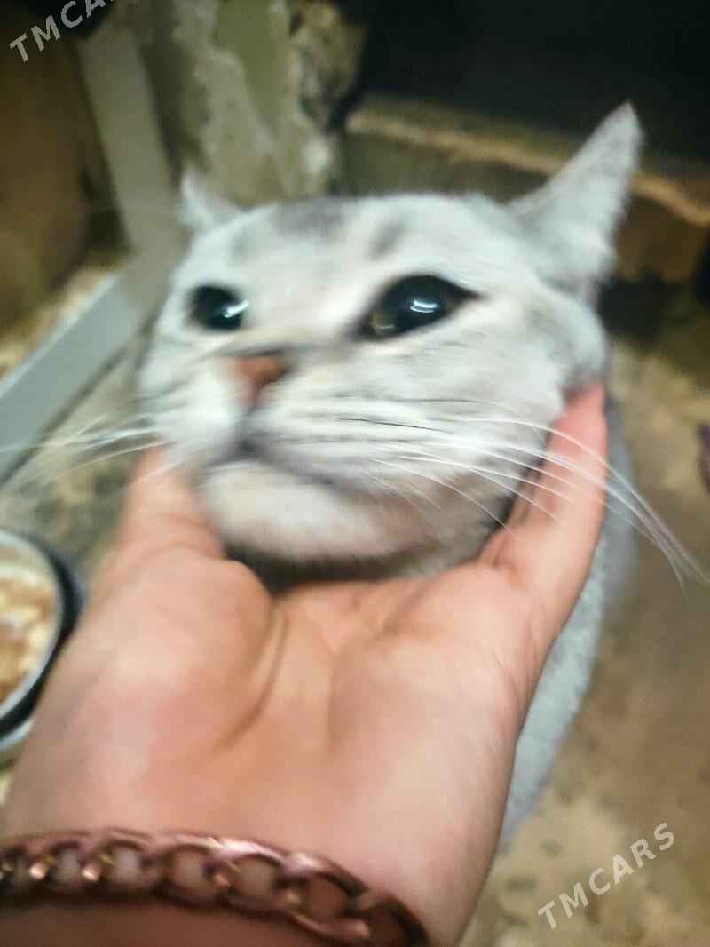 кот , pişik - 8 mkr - img 4