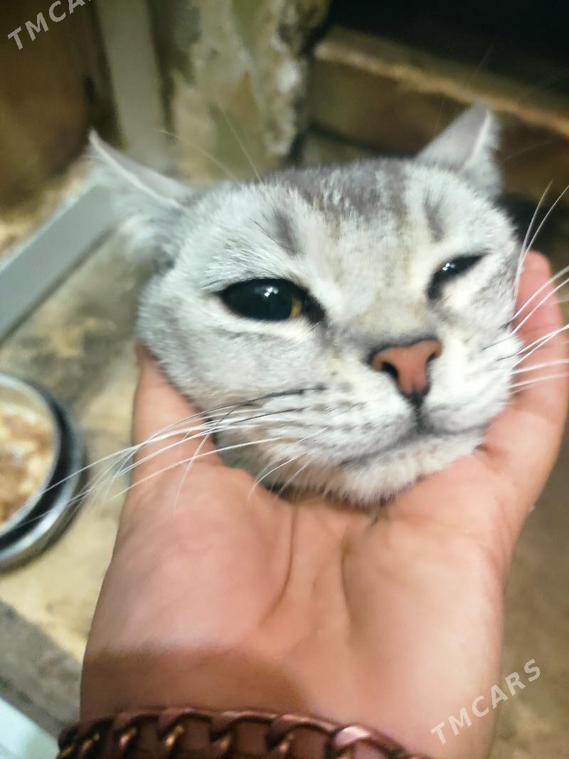 кот , pişik - 8 mkr - img 3