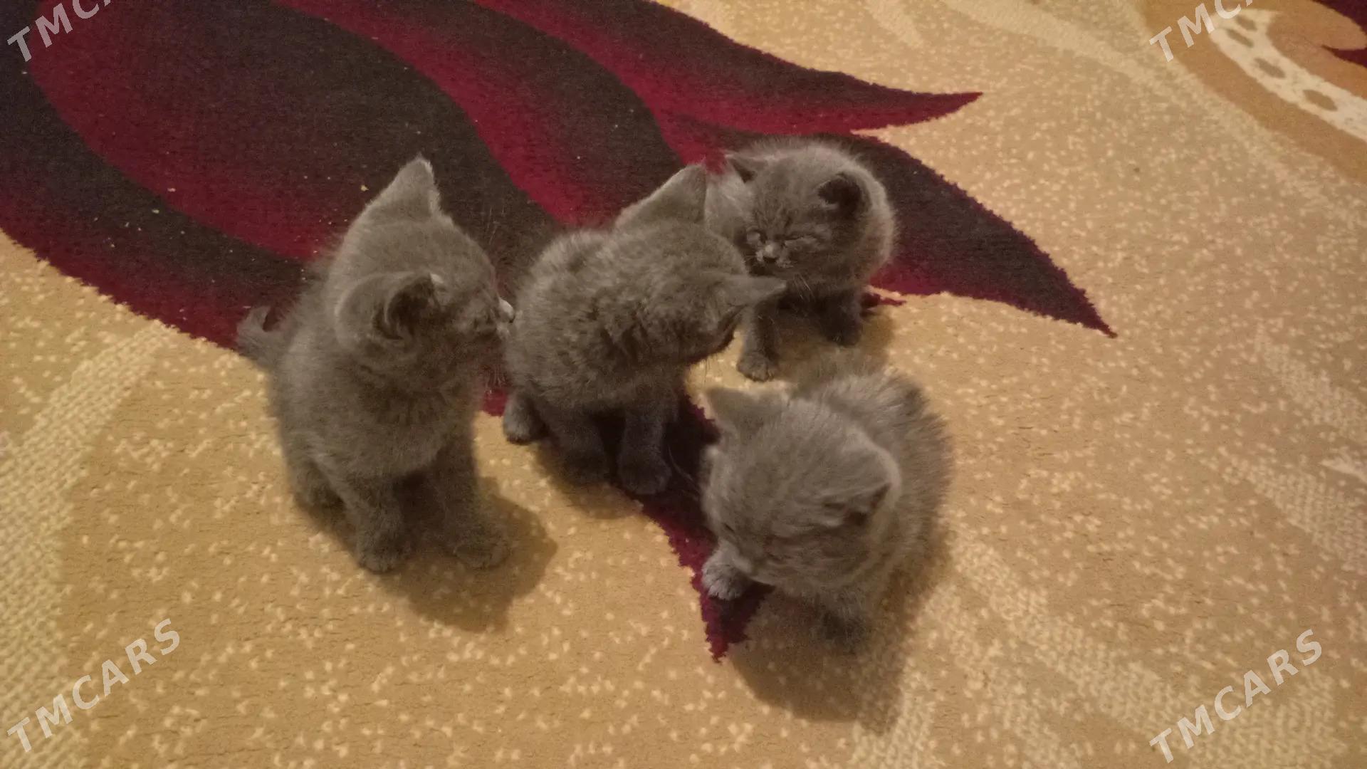 satlyk pisik - Gagarin köç, köne Howa menzili - img 2