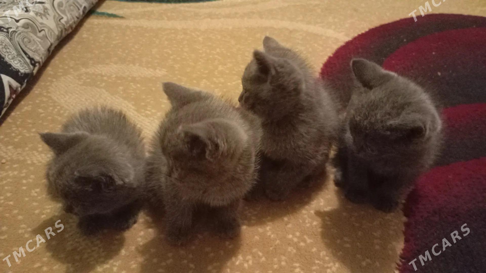 satlyk pisik - Gagarin köç, köne Howa menzili - img 1