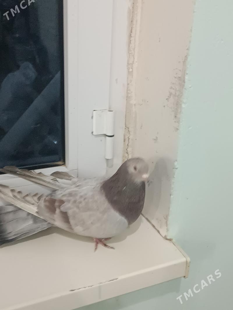 kepteri - Чарджоу - img 4