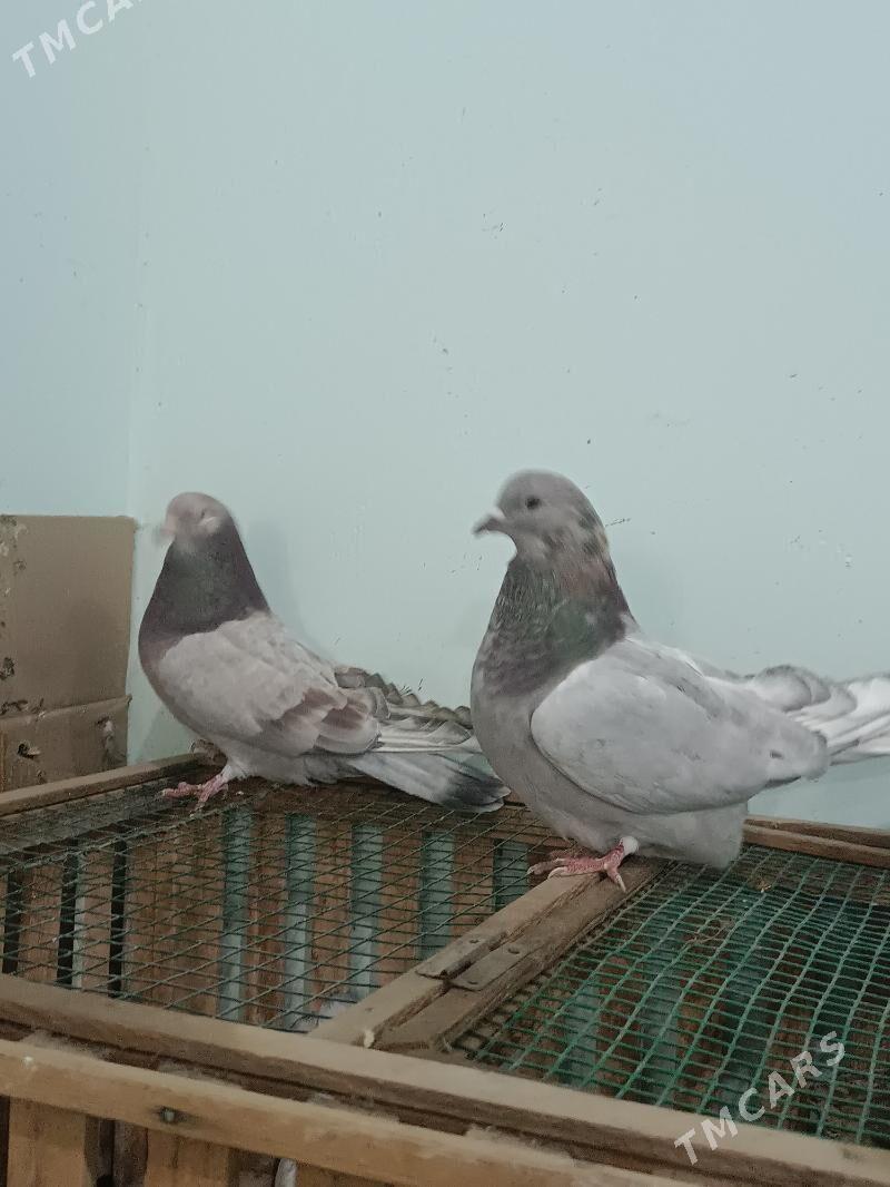 kepteri - Чарджоу - img 3