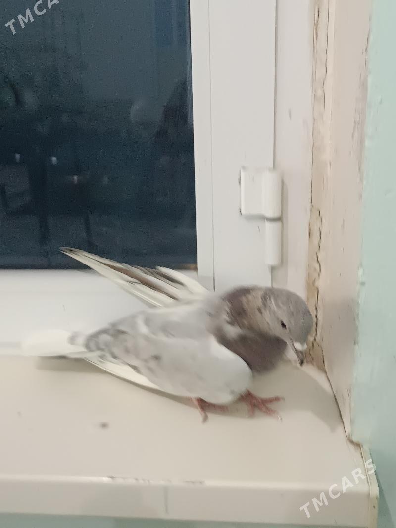 kepteri - Чарджоу - img 5