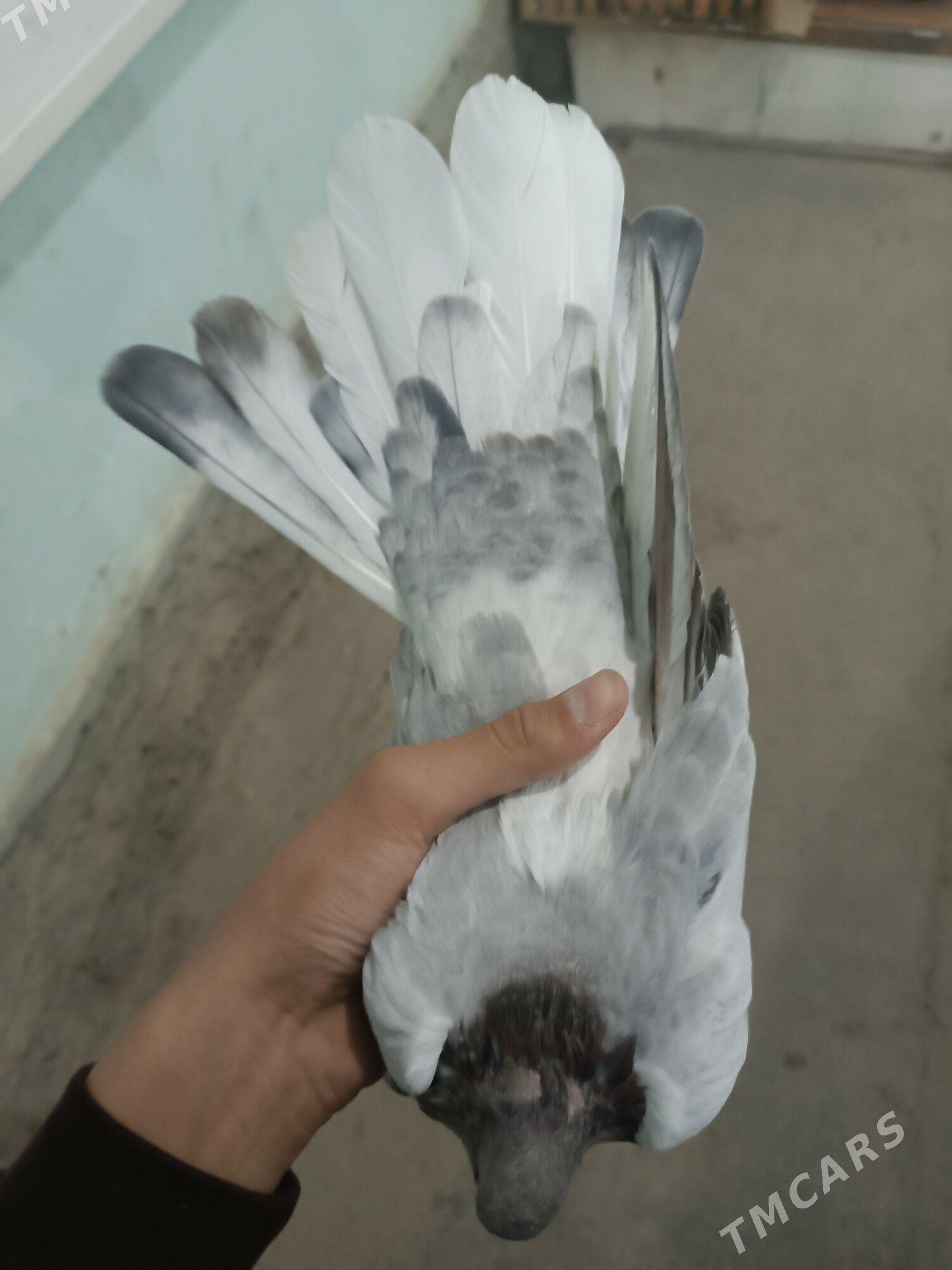 kepteri - Чарджоу - img 2