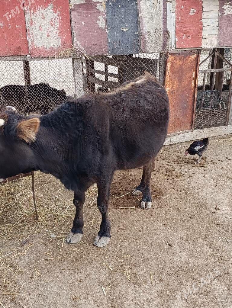 sygyr - Etrek - img 4