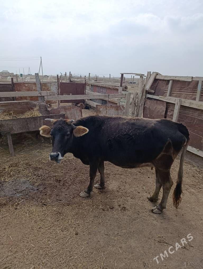 sygyr - Etrek - img 6