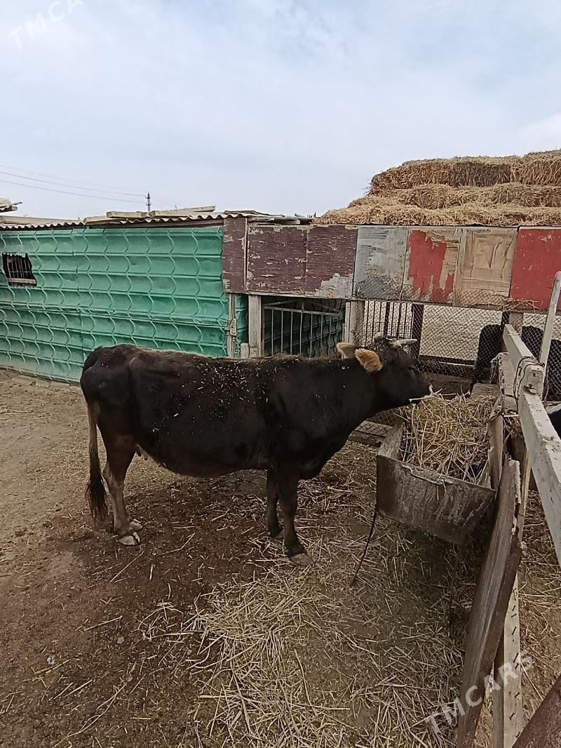 sygyr - Etrek - img 2