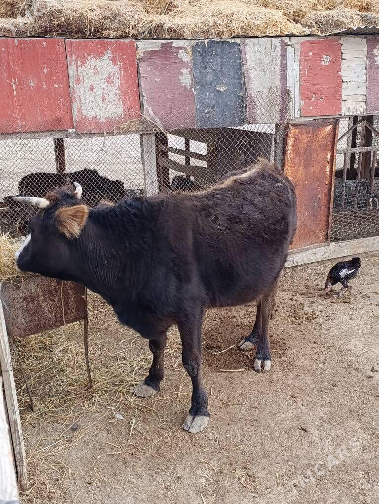 sygyr - Etrek - img 5