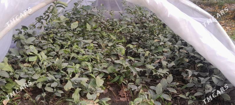 Limon. - Gökdepe - img 1