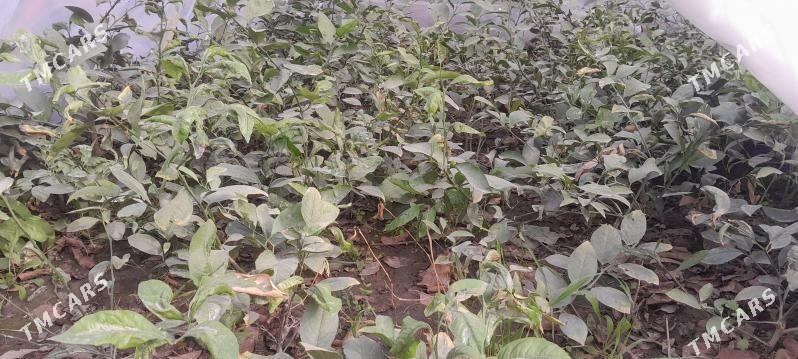 Limon. - Gökdepe - img 2