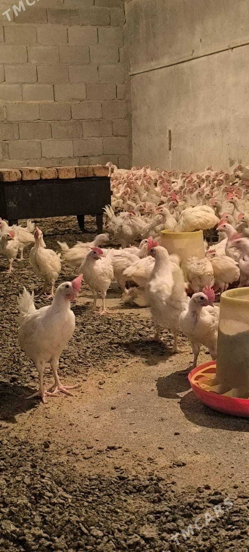 ak jüyje - Bäherden - img 3