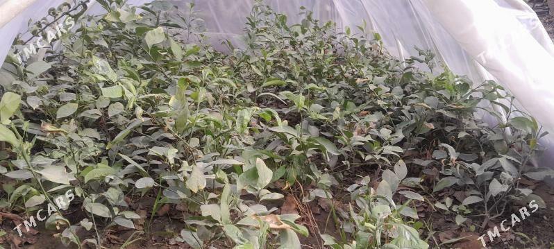 Limon. - Gökdepe - img 3