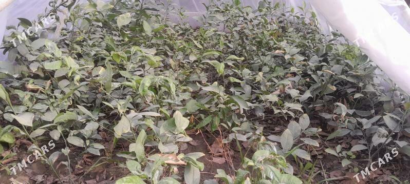 Limon. - Gökdepe - img 4