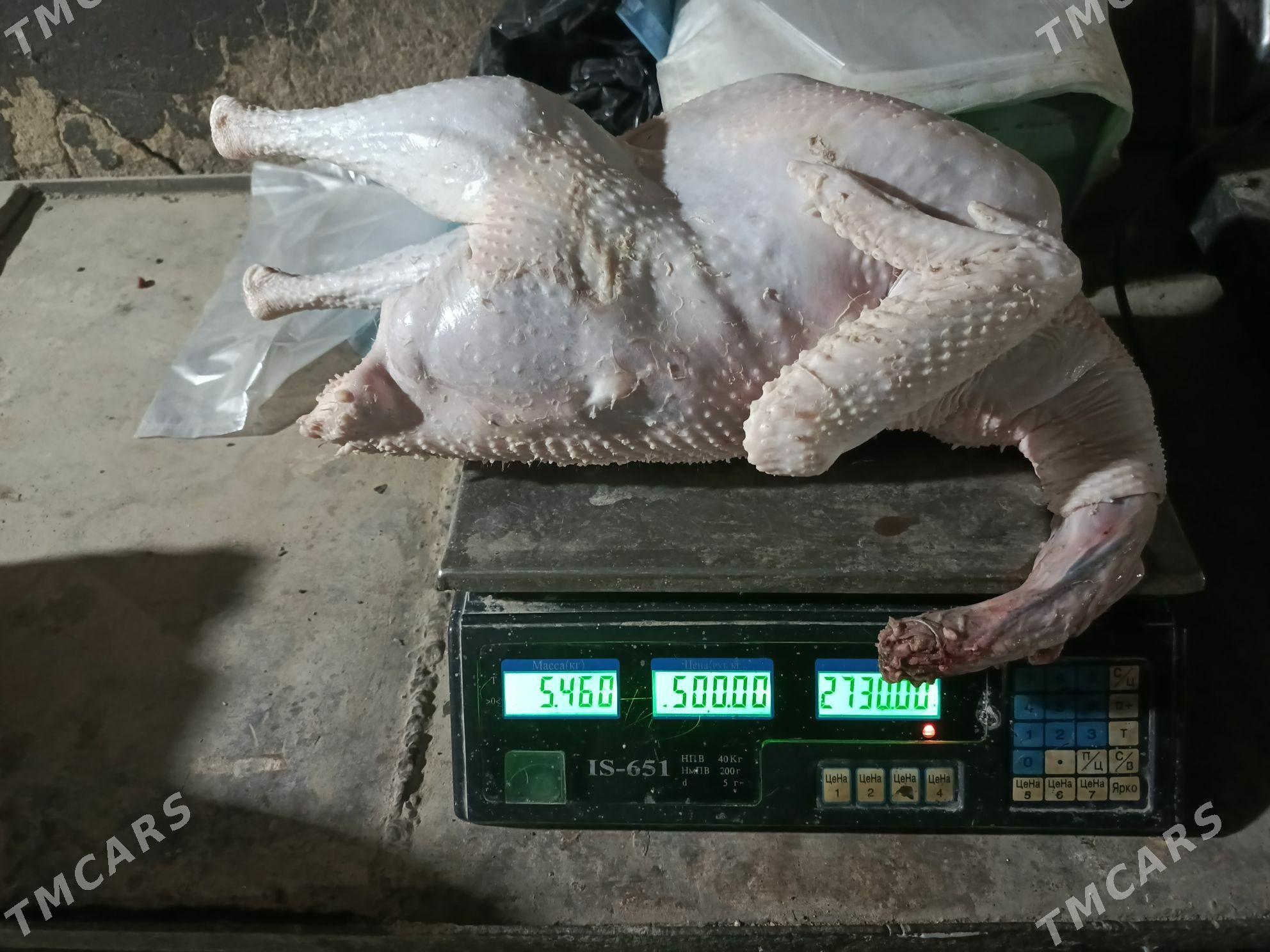 İnduklar - Murgap - img 2