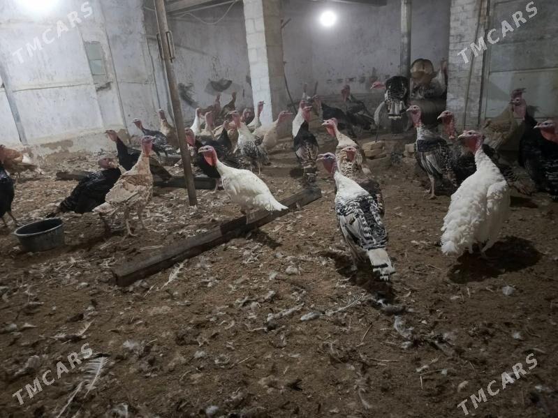 İnduklar - Murgap - img 3