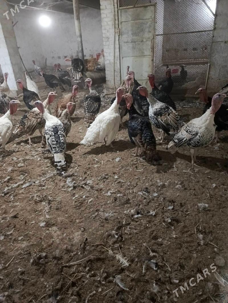 İnduklar - Murgap - img 4