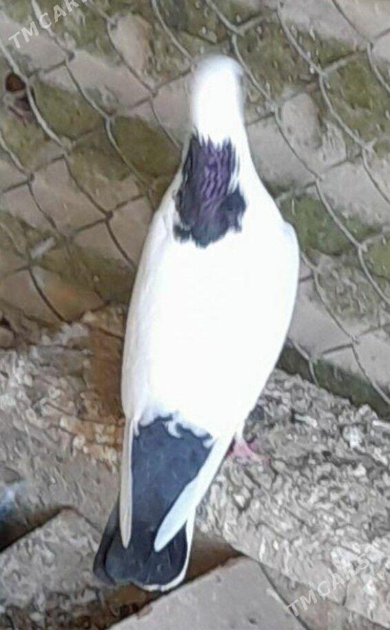 kepderi - Ёлётен - img 2