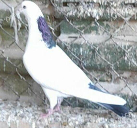 kepderi - Ёлётен - img 3