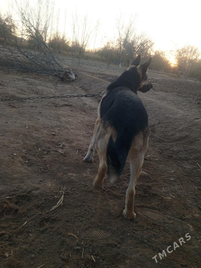 Türkmen apçarkasy - Şabat etr. - img 2